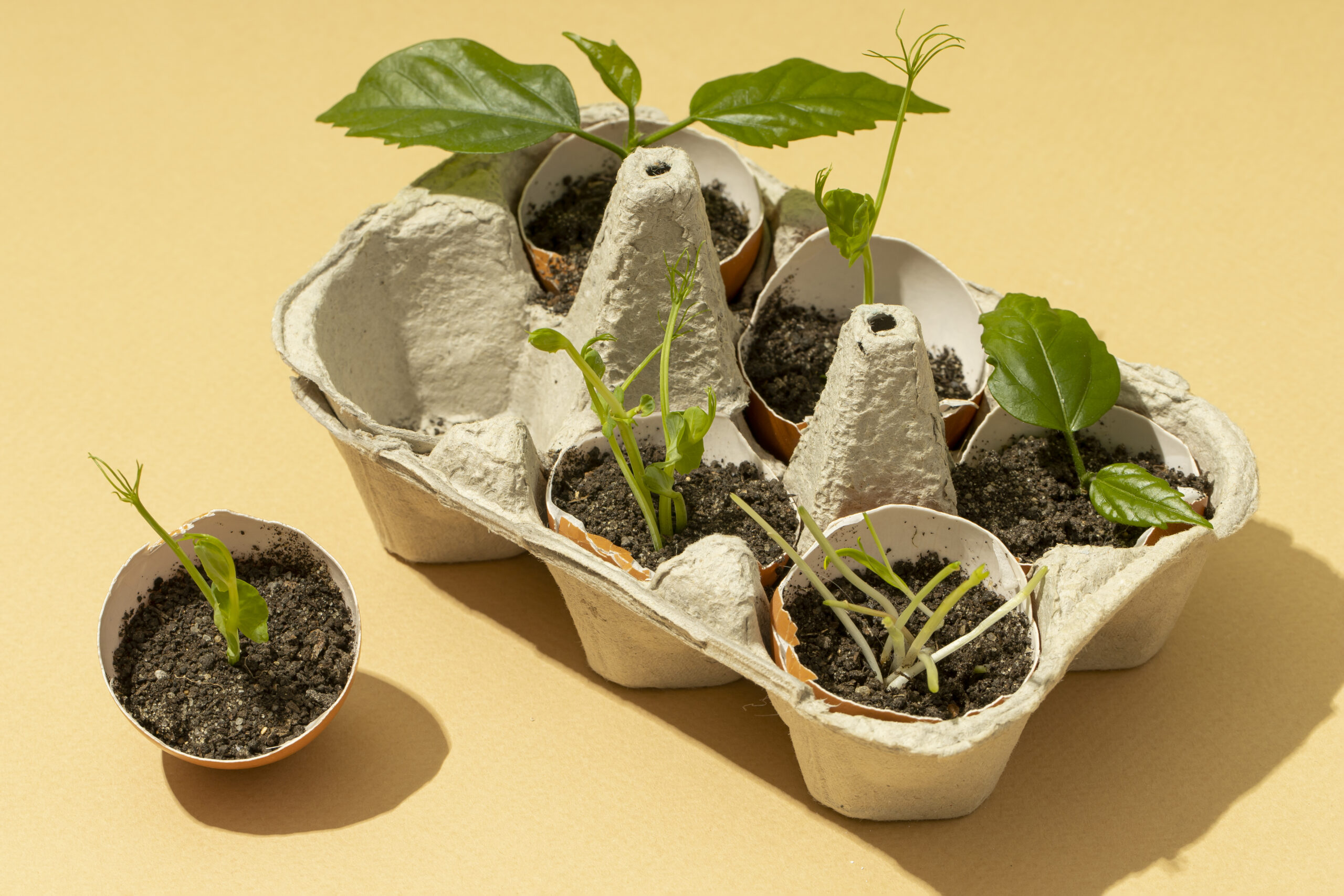 10 Genius Ways to Repurpose Egg Pulp Trays Beyond Eggs in 2025 by veena egg tray