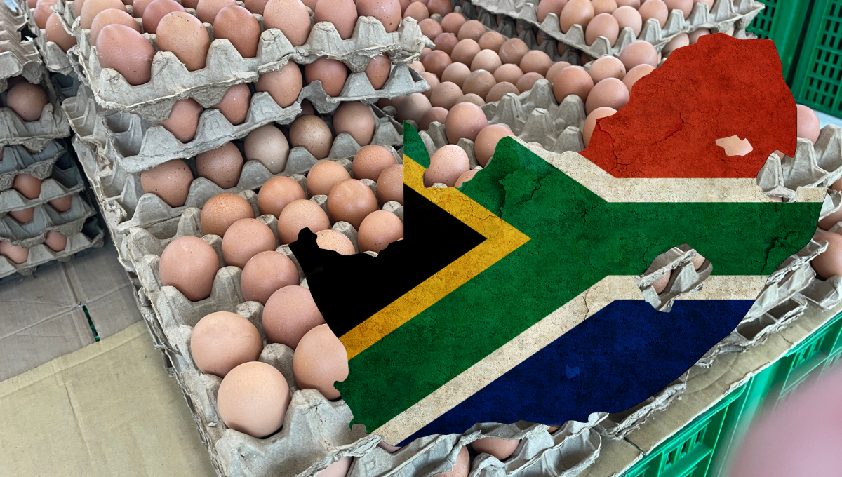 The Rise of High-Strength Egg Trays in South Africa: What Farmers Need to Know