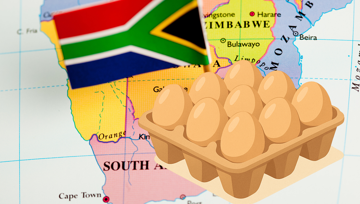 Top Benefits of Using Durable Egg Trays for Poultry Businesses in South Africa